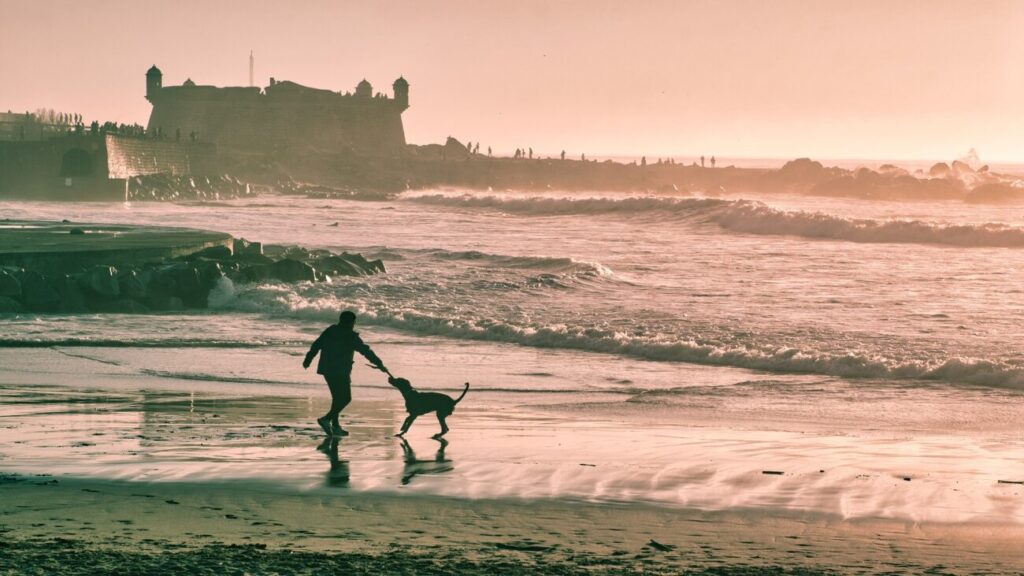 man playing with dog